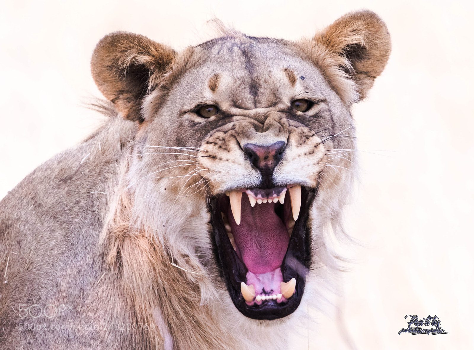Canon EOS 7D Mark II sample photo. Avertissement - etosha photography