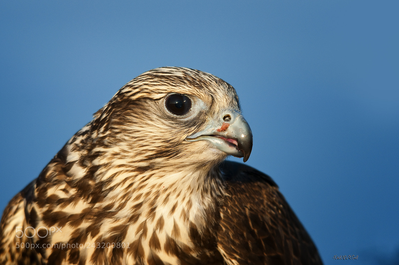 Nikon D90 sample photo. Halcon photography