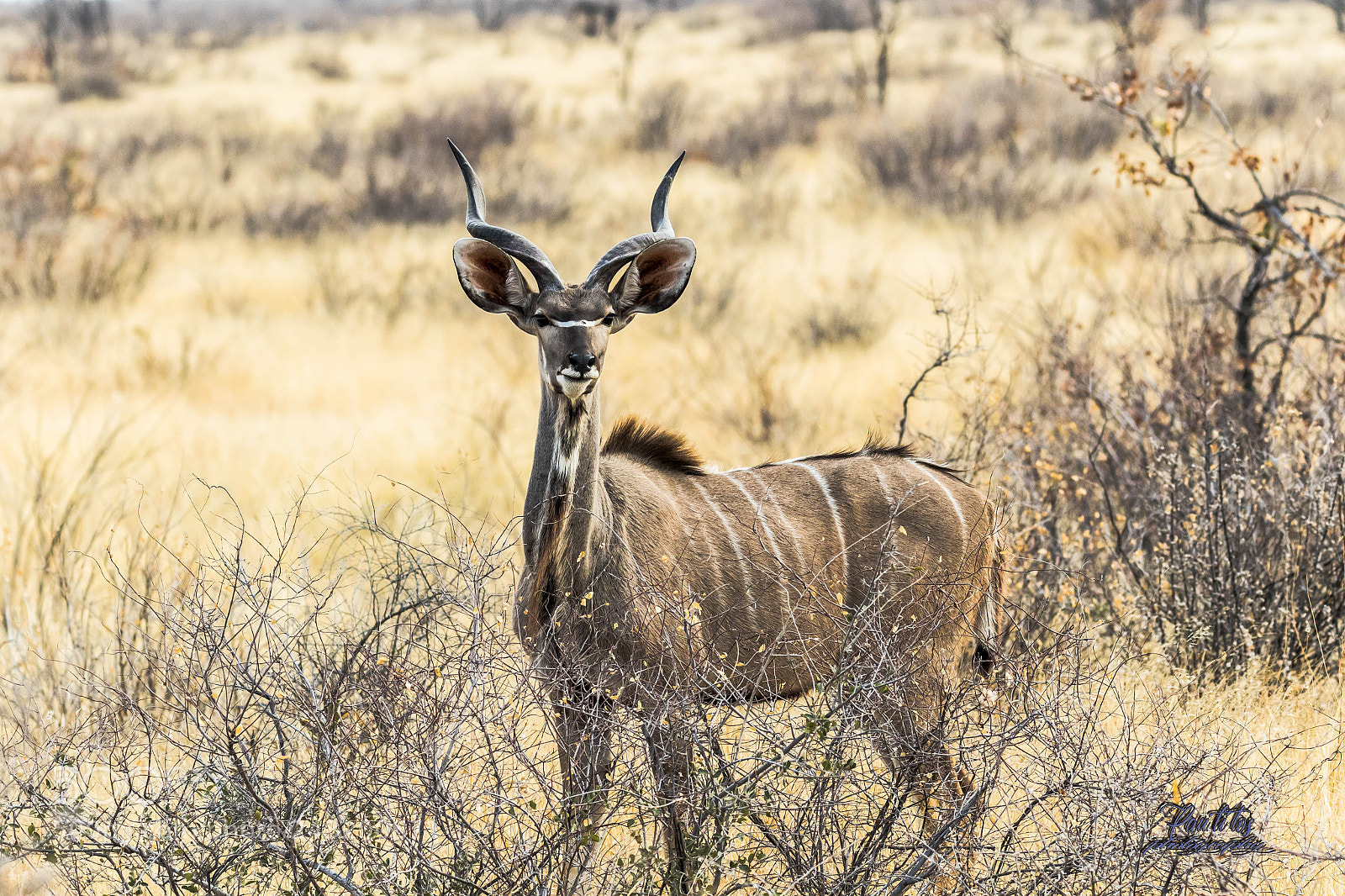 Canon EOS 7D Mark II sample photo. Kudu m le photography