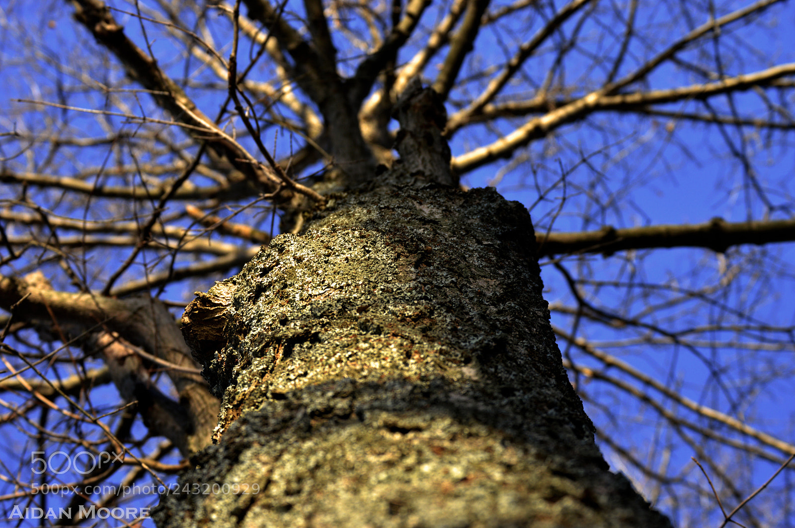 Nikon D3200 sample photo. Tree photography