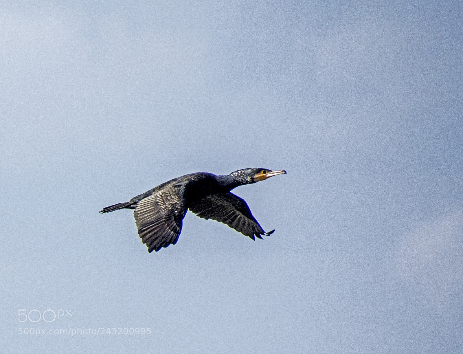 Nikon D7100 sample photo. Cormorant. photography