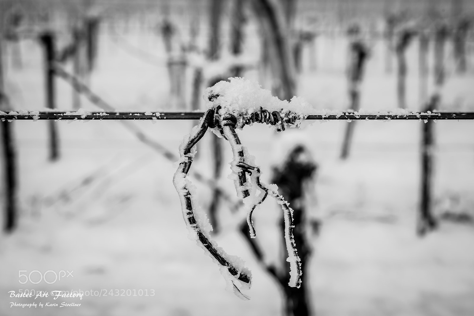Nikon D810 sample photo. In the snowy vineyard photography