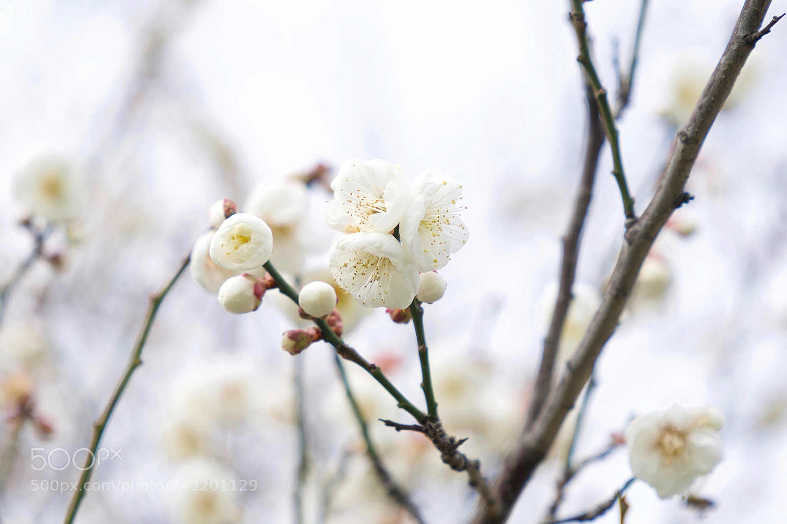 Sony a9 sample photo. Wake the dead 0120 photography