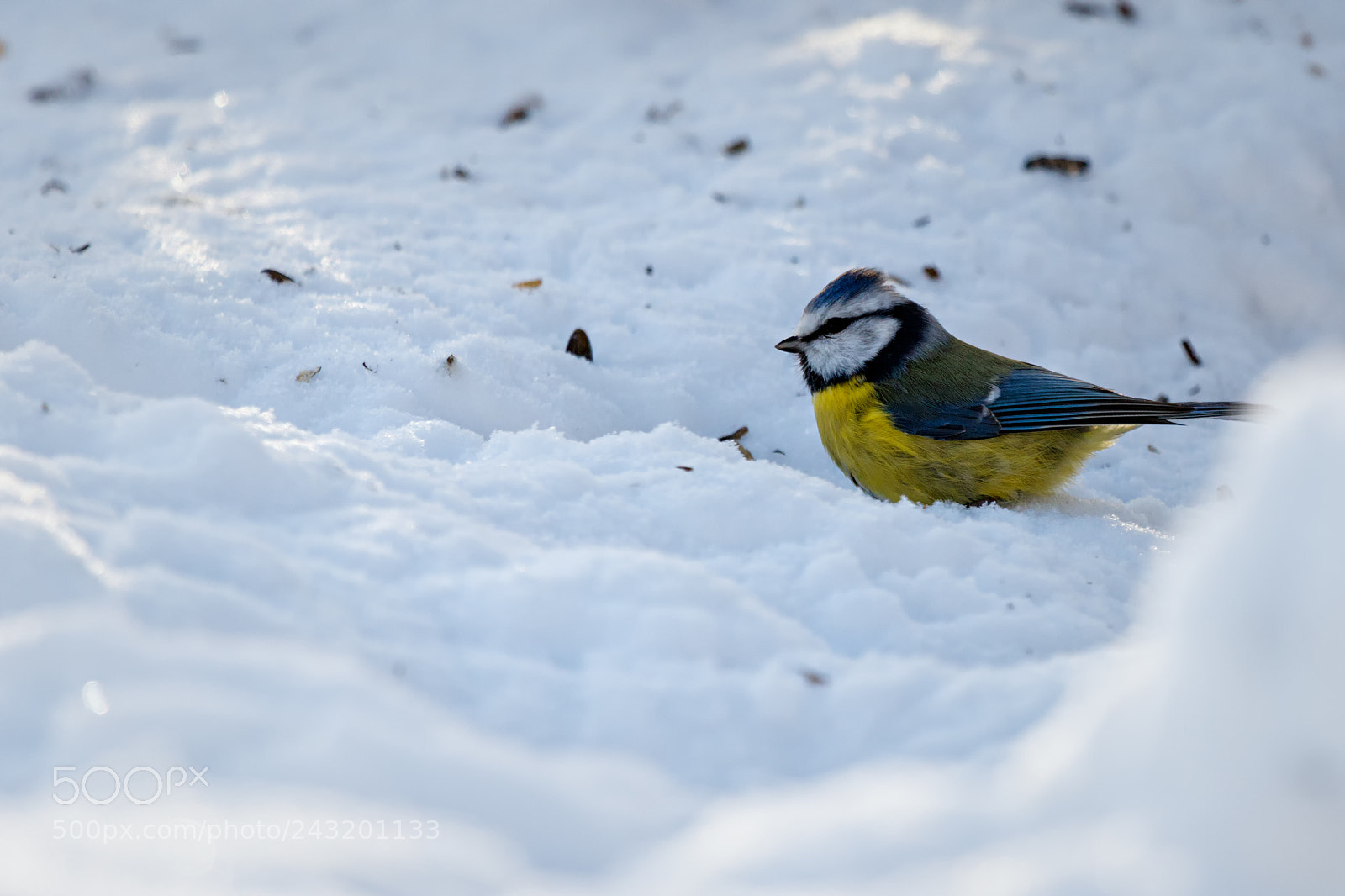Canon EOS 7D Mark II sample photo. Blue tit (cyanistes caeruleus) photography