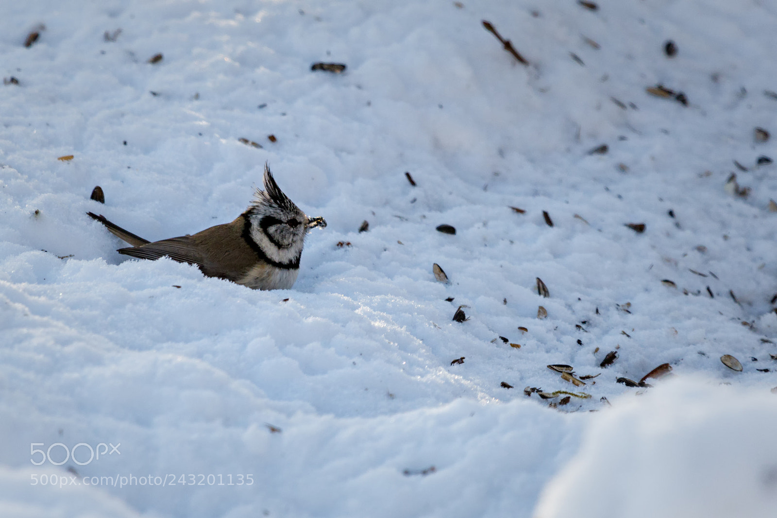 Canon EOS 7D Mark II sample photo. Crested tit lophophanes cristatus photography