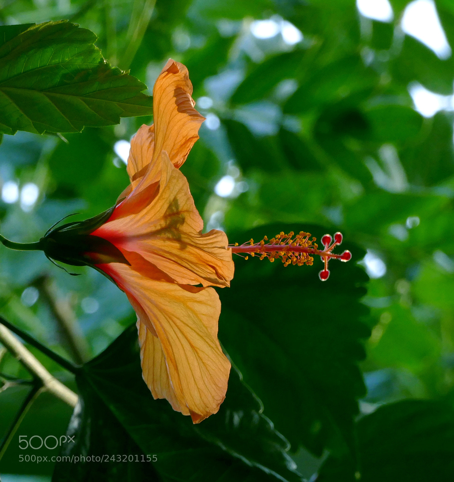 Panasonic Lumix DMC-FZ1000 sample photo. Hibiscus flower photography