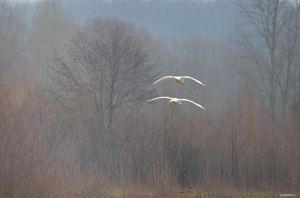 Nikon D5100 + Sigma 150-600mm F5-6.3 DG OS HSM | C sample photo. Cygnes photography