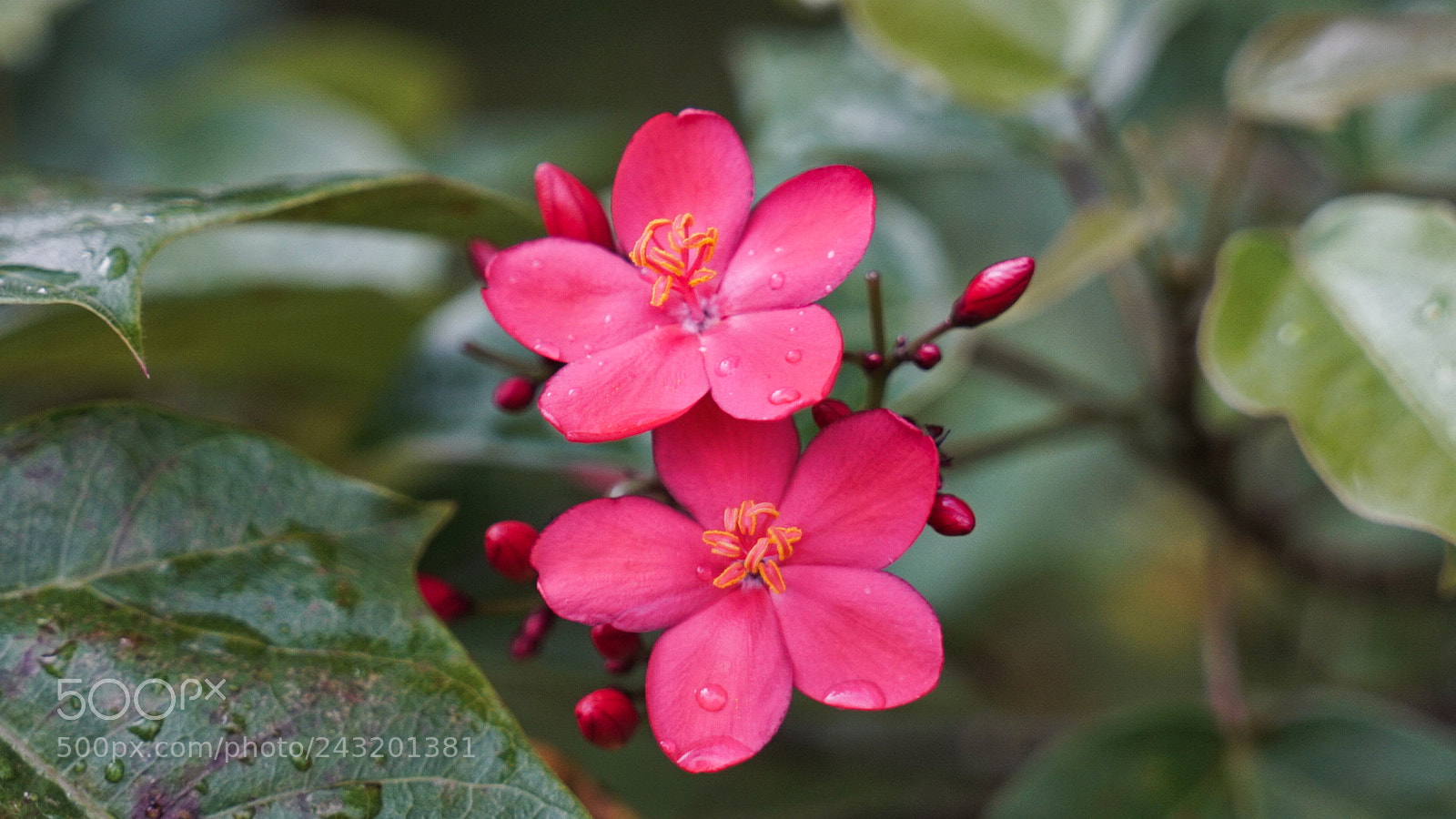 Sony a7S II sample photo. Hawaii rewind - mahalo! photography