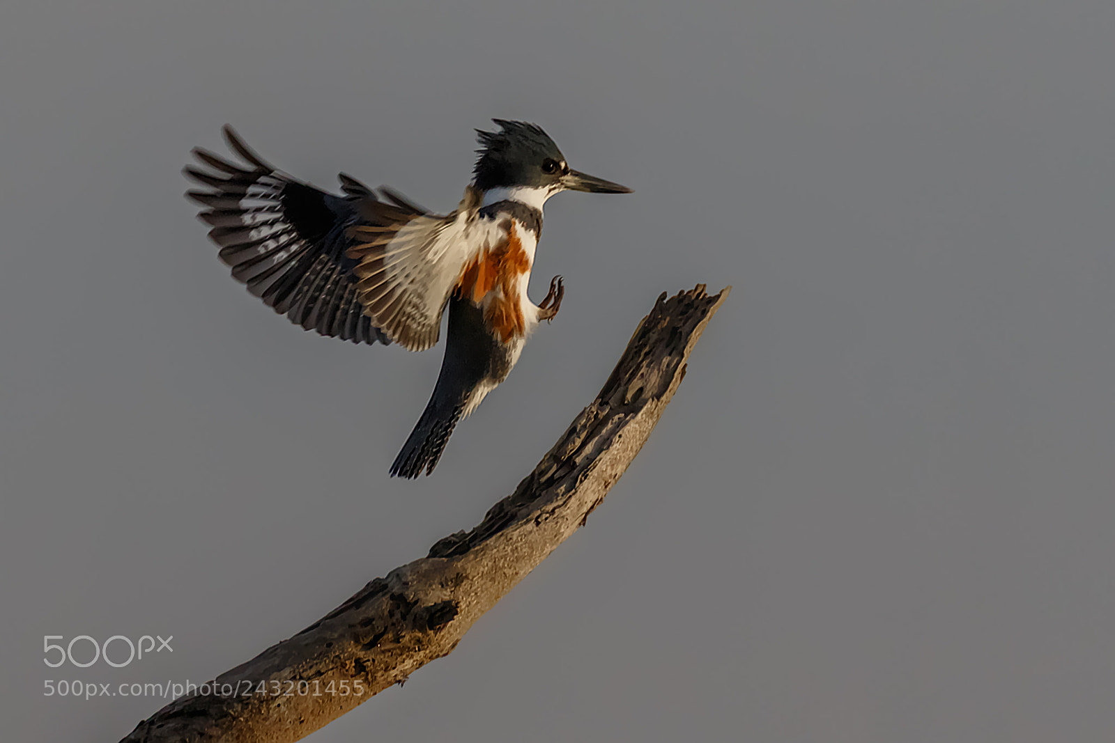 Canon EOS 7D Mark II sample photo. Landing gear out belted photography