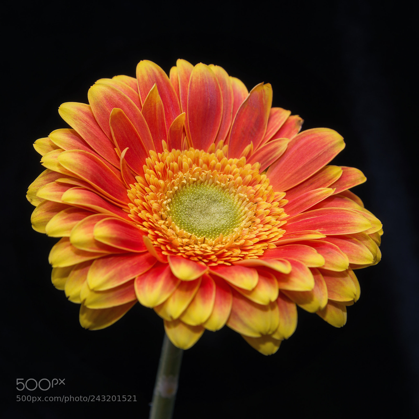 Nikon D800 sample photo. Flo photography
