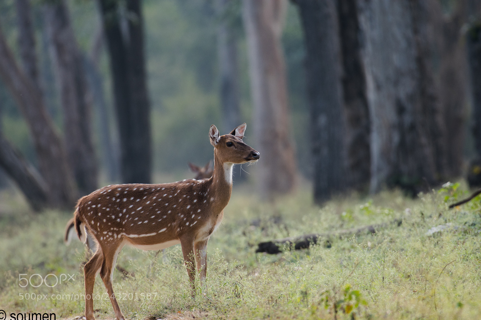Nikon D5500 sample photo. Probably the most loved photography