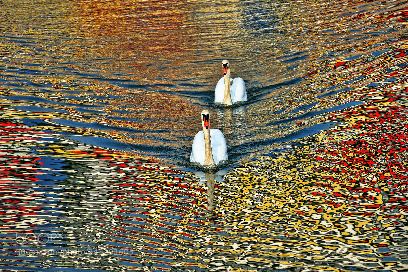 Nikon D800 sample photo. Swan´s lake photography