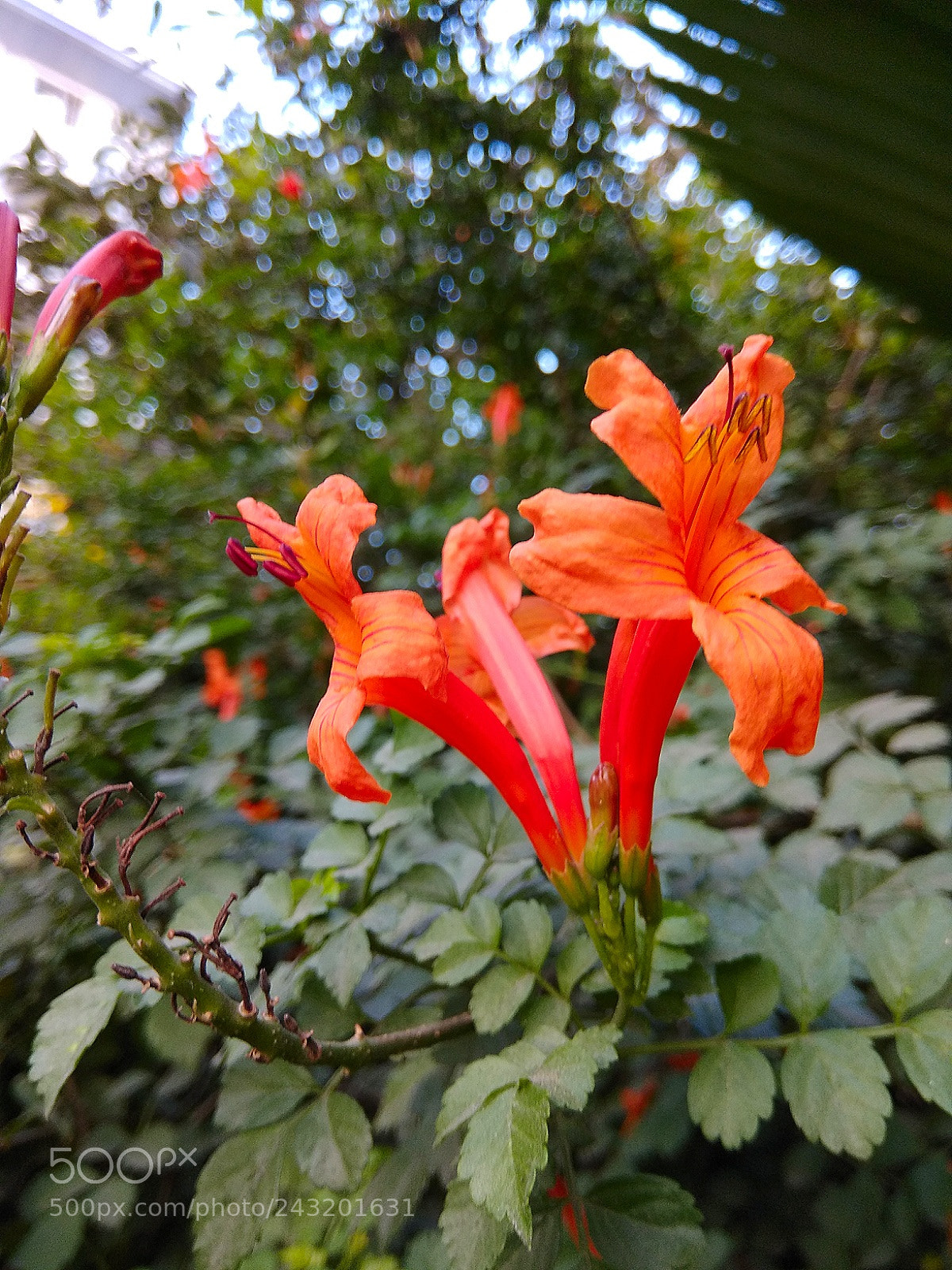 Xiaomi Redmi Note 4 sample photo. Unnamed.. photography