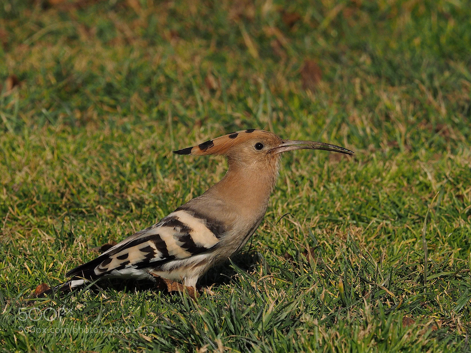 Olympus OM-D E-M1 sample photo. Abubilla (upupa epops) photography