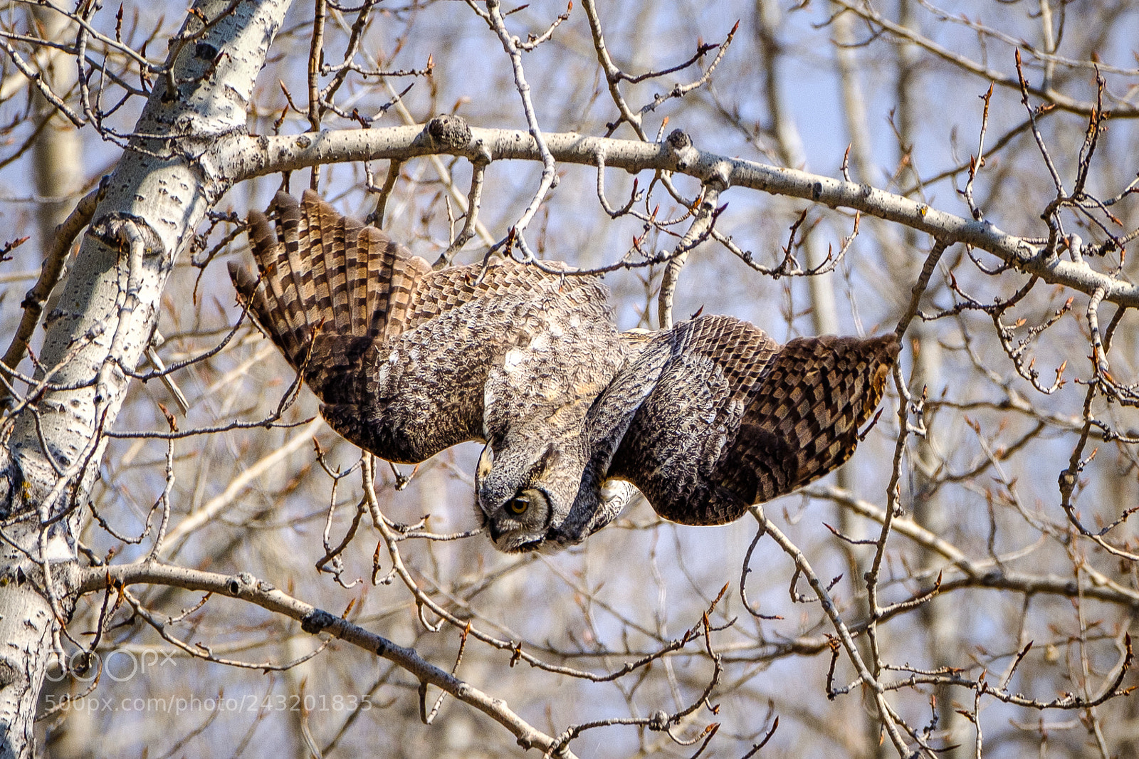 Fujifilm X-T2 sample photo. Great horned owl photography