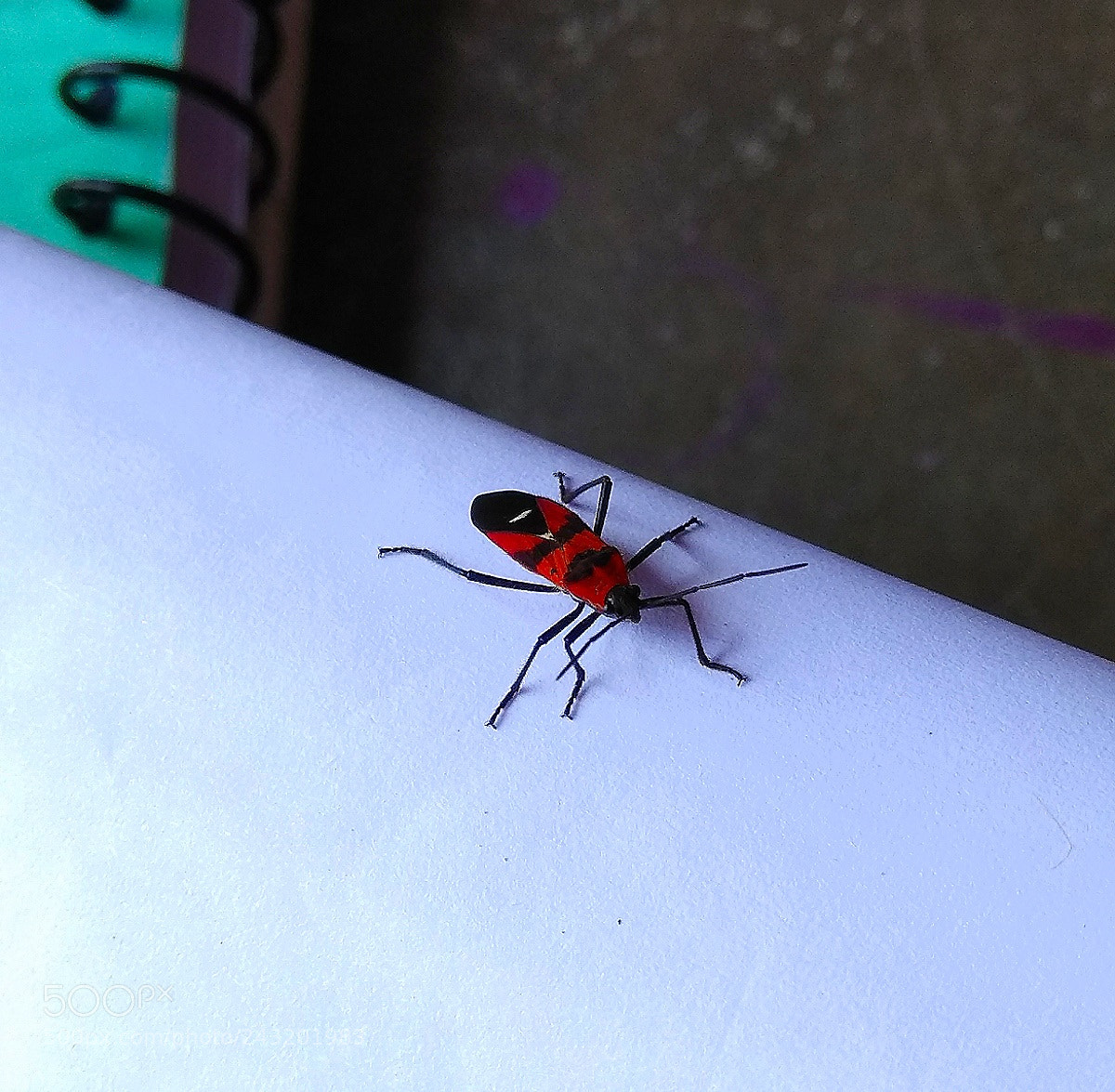 Xiaomi Redmi Note 4 sample photo. Untitled photography