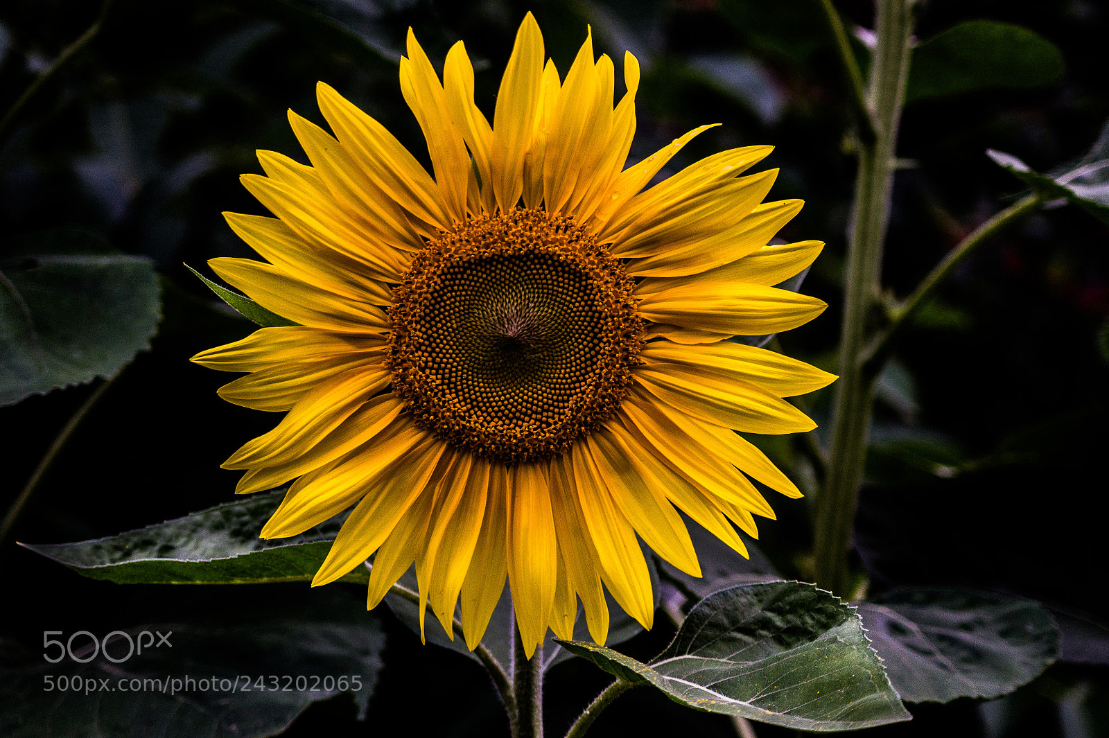 Sony SLT-A58 sample photo. Sunflower photography