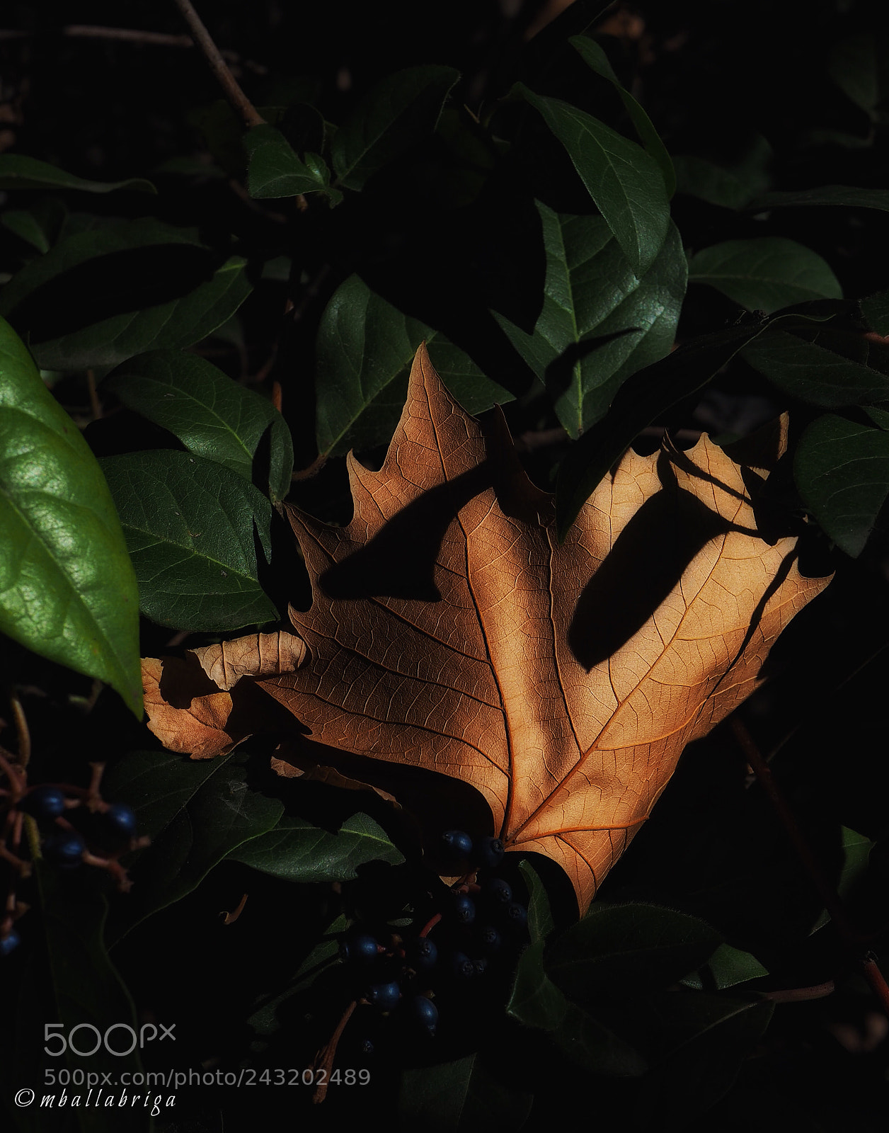 Olympus OM-D E-M10 II sample photo. Folded leaf photography