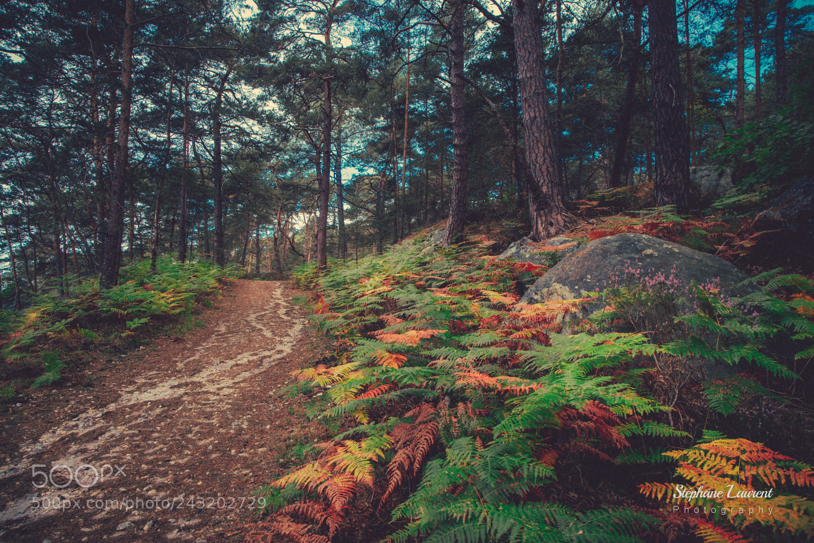 Sony a7 sample photo. Fern path's photography