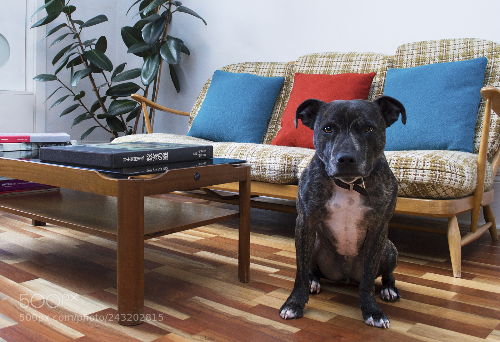 Nikon D3200 sample photo. Dog sitting room photography