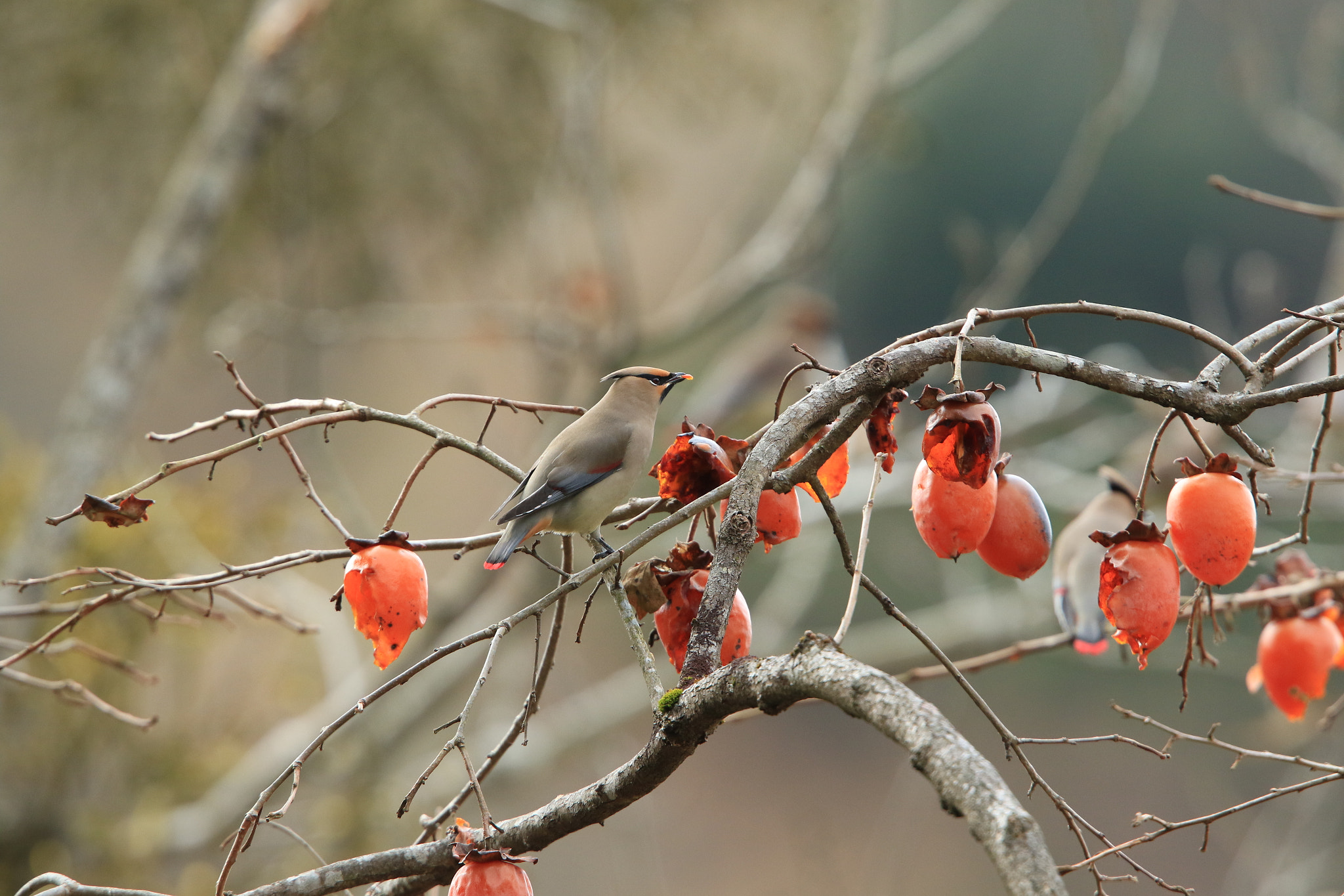 Canon EF 400mm F2.8L IS USM sample photo. Japanese waxwing  ヒレンジャク photography