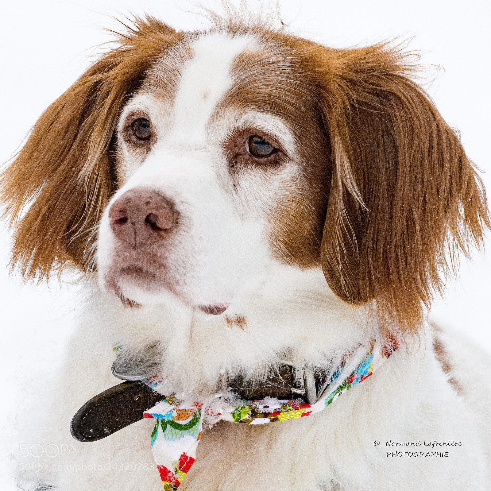 Nikon D7200 sample photo. Épagneul breton  brittany spaniel photography