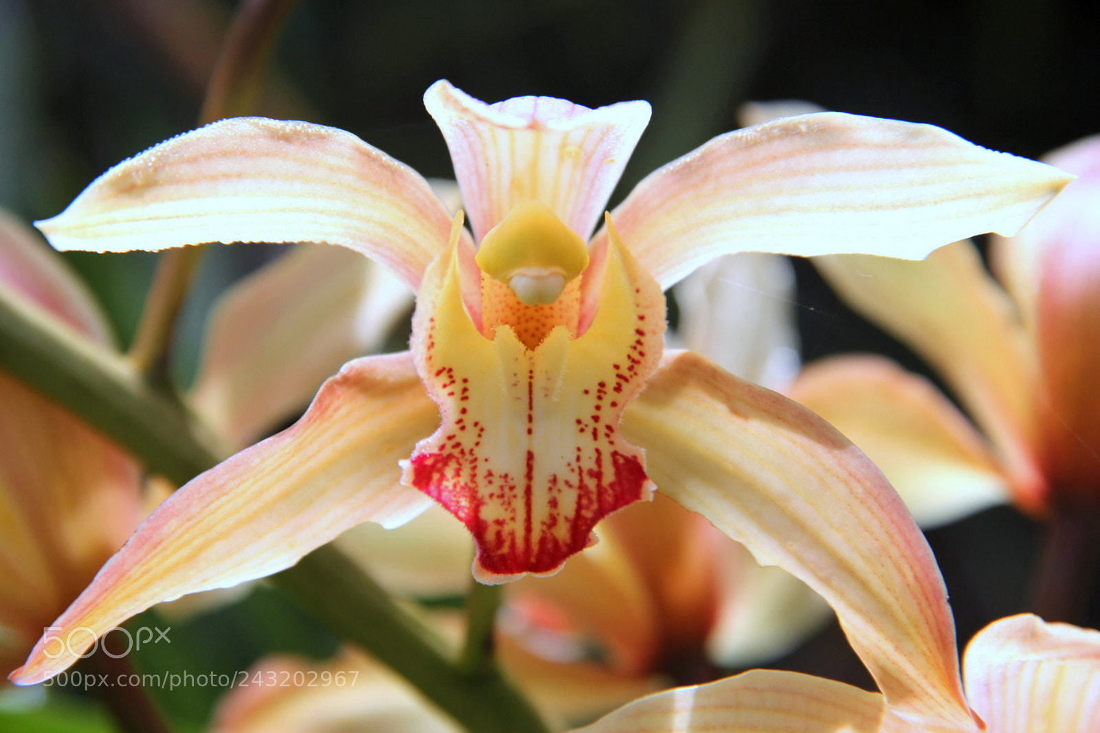 Canon EF-S 18-135mm F3.5-5.6 IS sample photo. Orquídea vampiresa photography