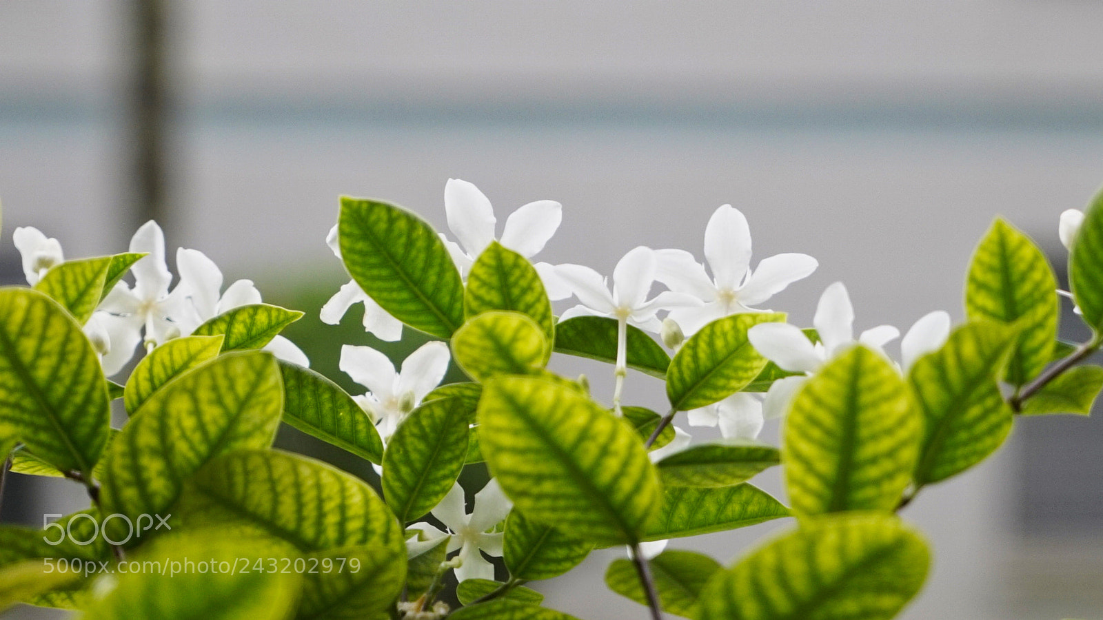 Sony a7S II sample photo. Hawaii rewind - windward photography
