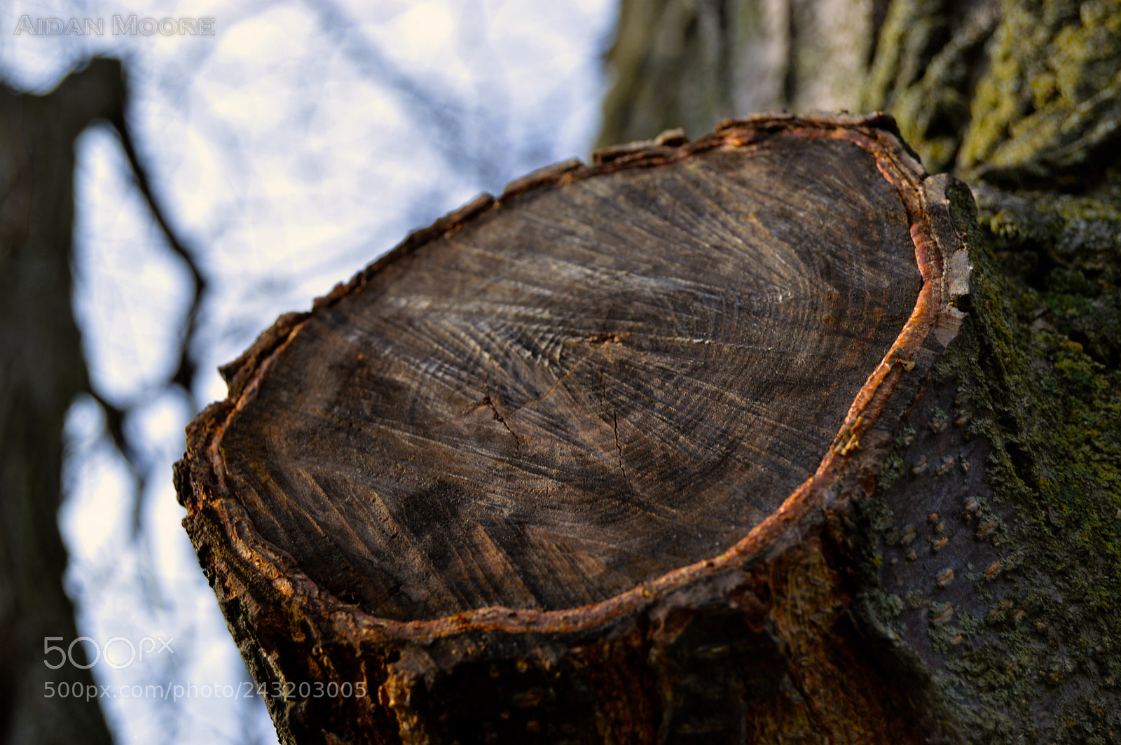 Nikon D3200 sample photo. Rings photography