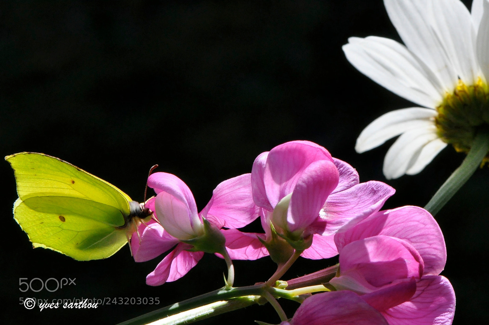 Nikon D90 sample photo. Brimstone butterfly photography