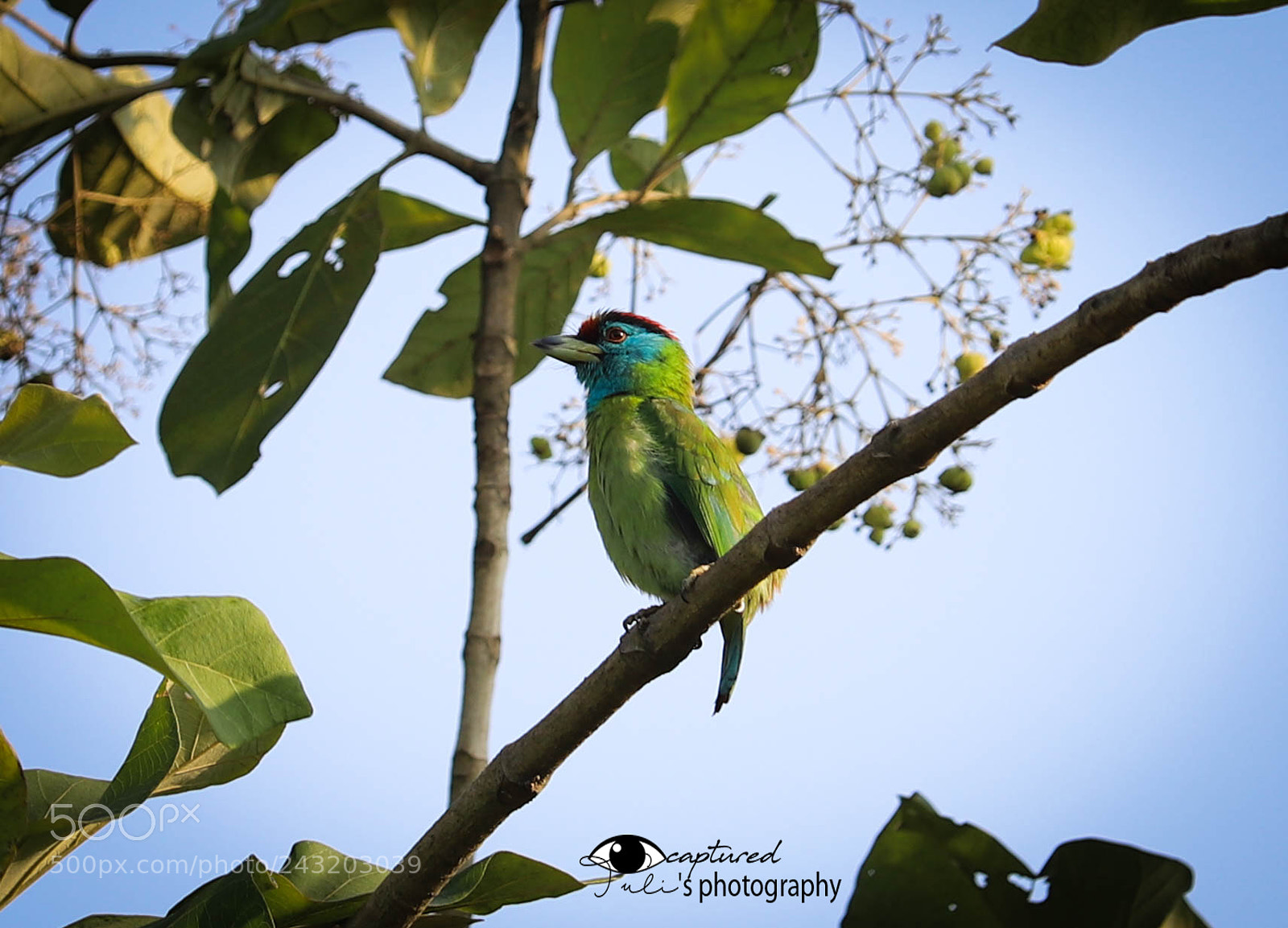 Canon EOS 6D Mark II sample photo. Blue throat-ed barbet photography