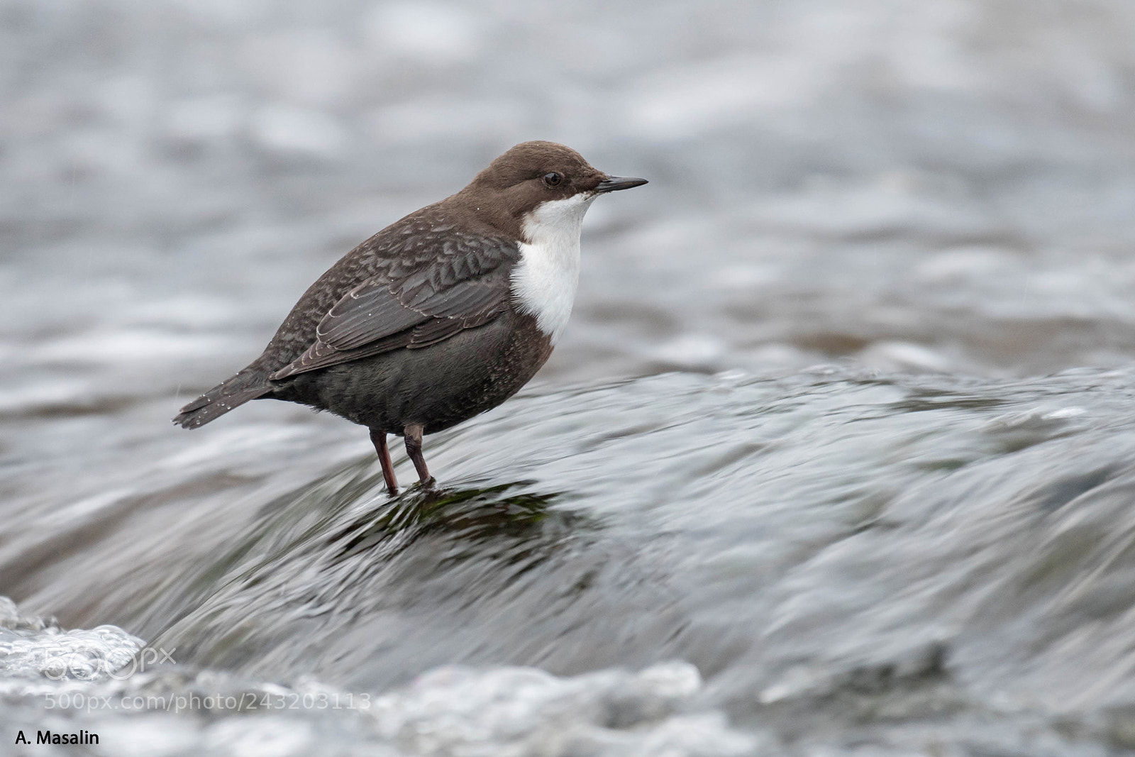 Nikon D500 sample photo. White throated dipper photography
