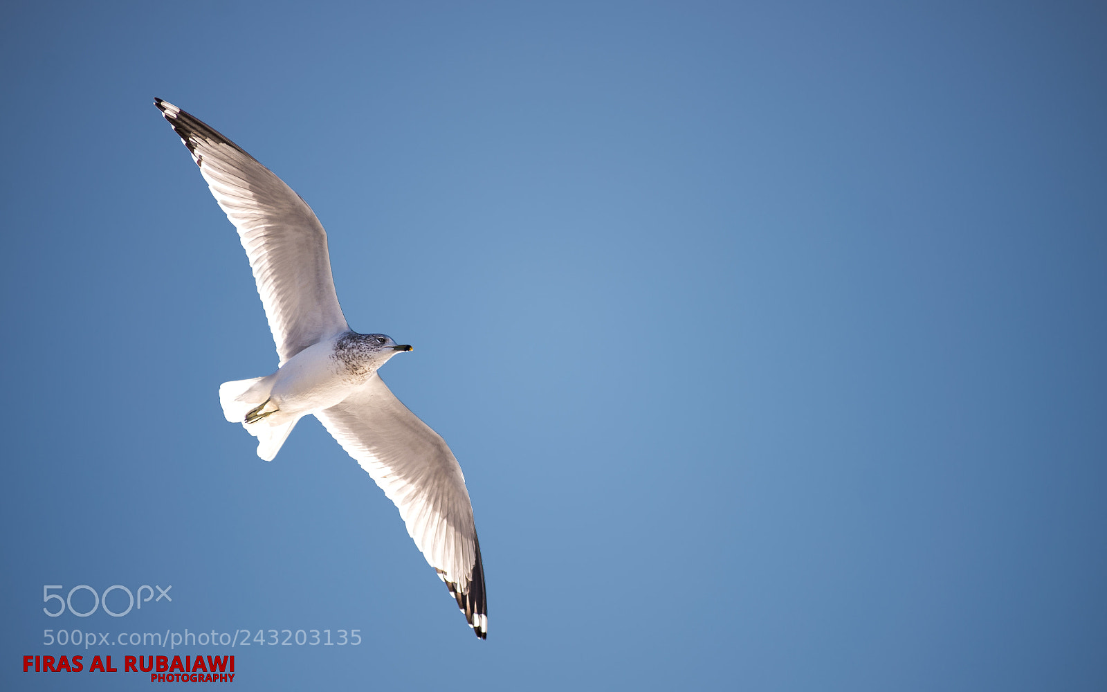 Nikon D610 sample photo. Flying photography