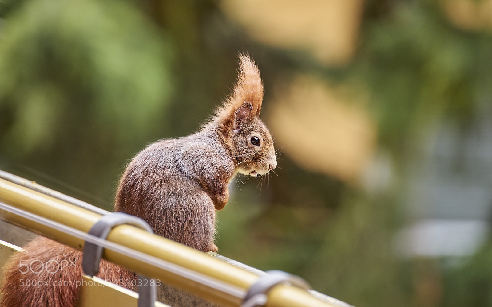 Sony a7 sample photo. Vogelfutter teil 2 photography