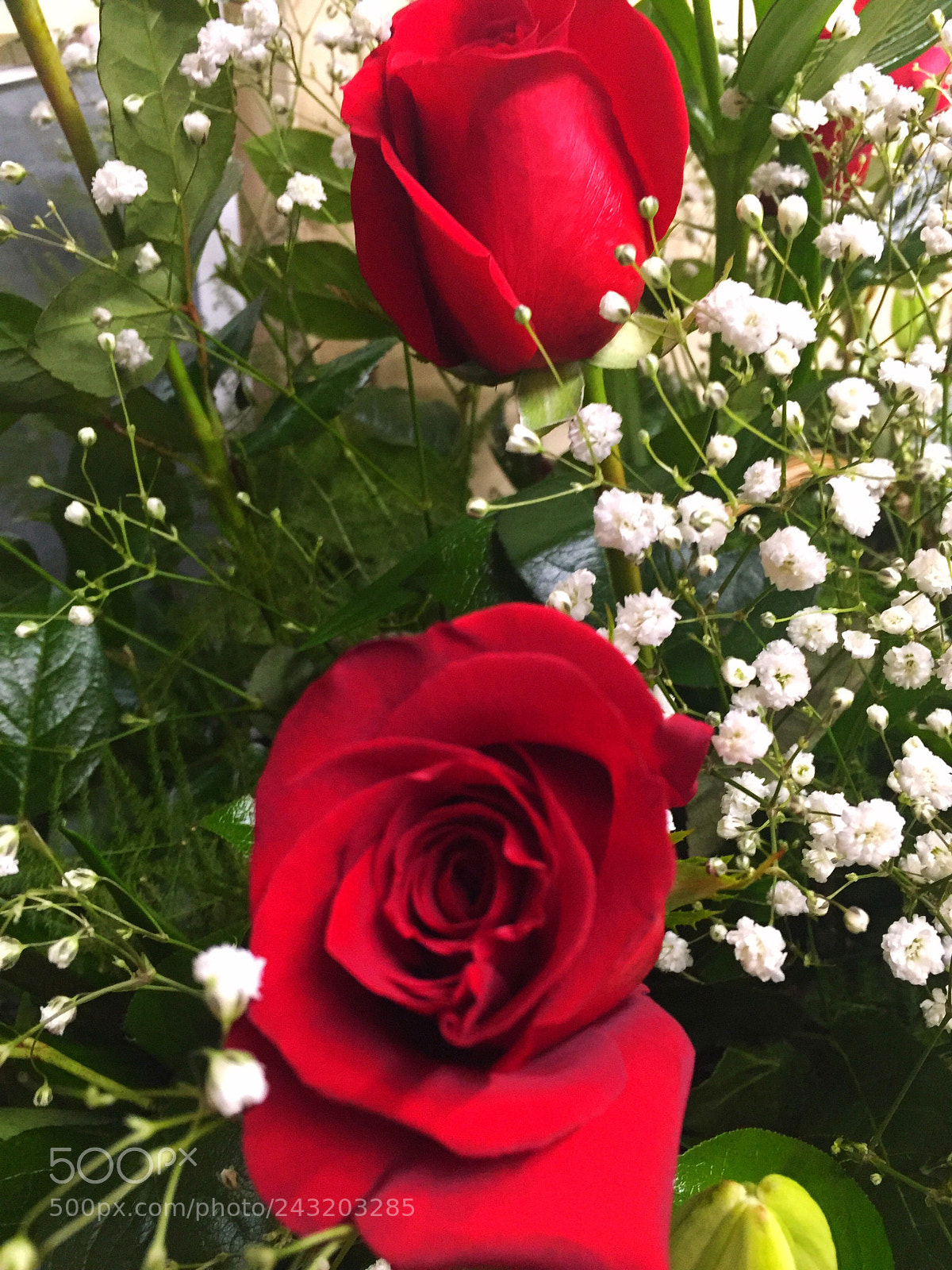 Apple iPhone 6 Plus sample photo. Today’s flower photography