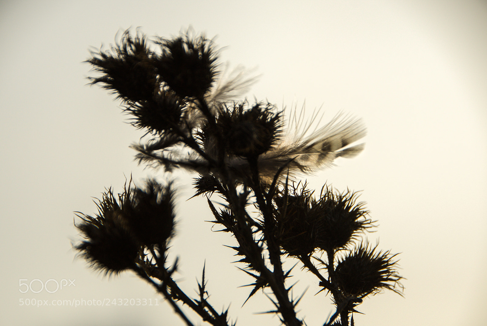 Nikon D610 sample photo. A hunter is missing photography