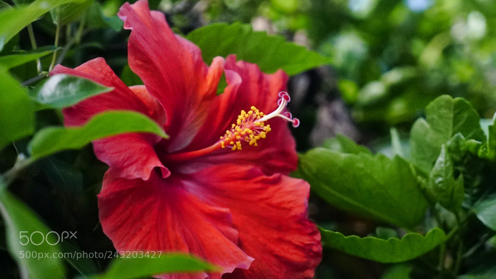 Sony a7S II sample photo. Hawaii rewind - queen photography