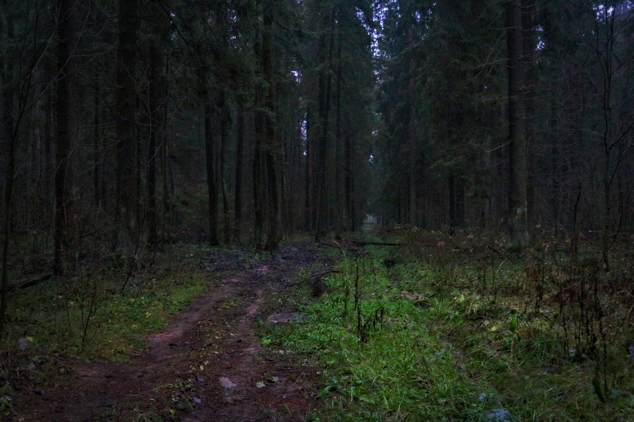 Canon EOS 650D (EOS Rebel T4i / EOS Kiss X6i) sample photo. Wild russian forest photography