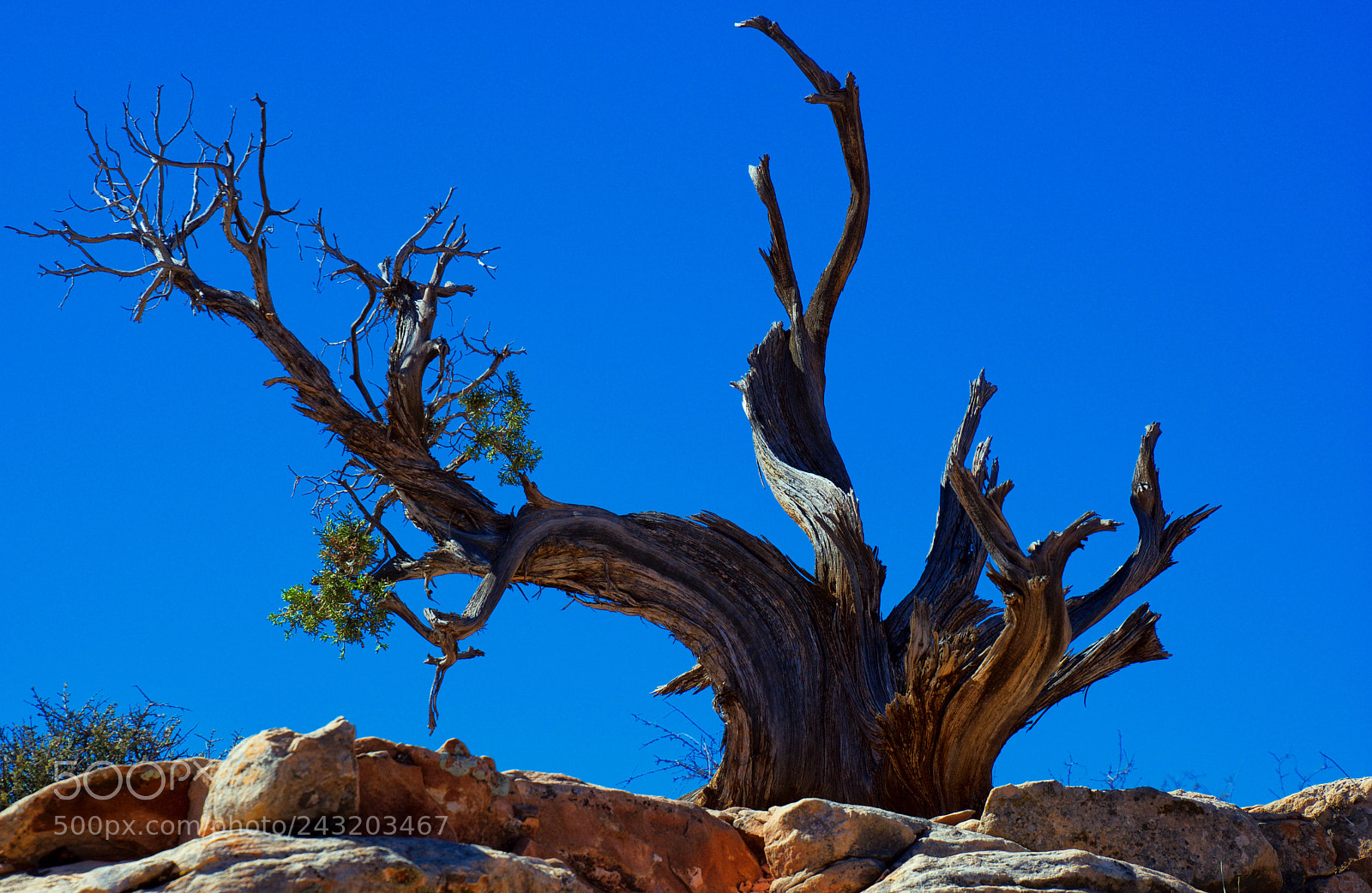 Nikon D7200 sample photo. Sed photography