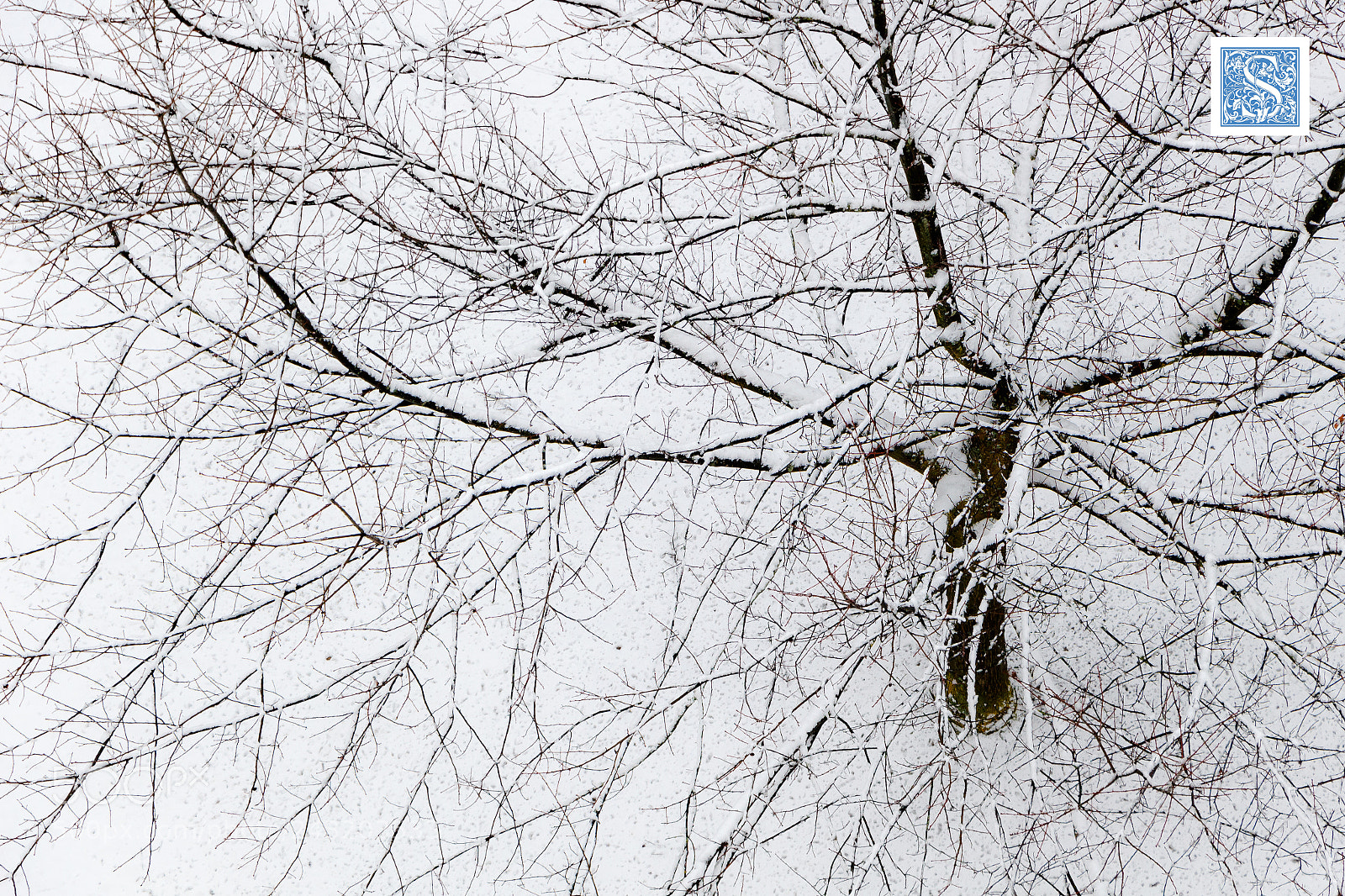 Canon EOS 100D (EOS Rebel SL1 / EOS Kiss X7) sample photo. Arbre d'hiver photography