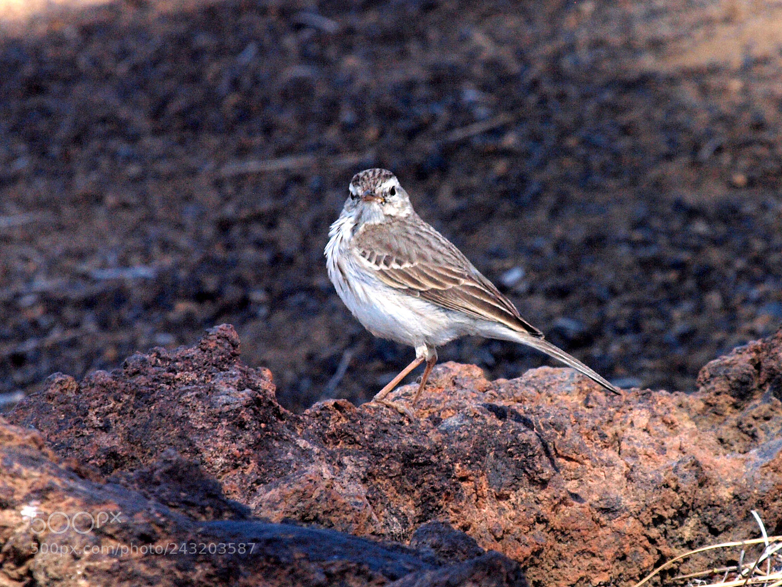 Olympus E-620 (EVOLT E-620) sample photo. Anthus berthelotii photography