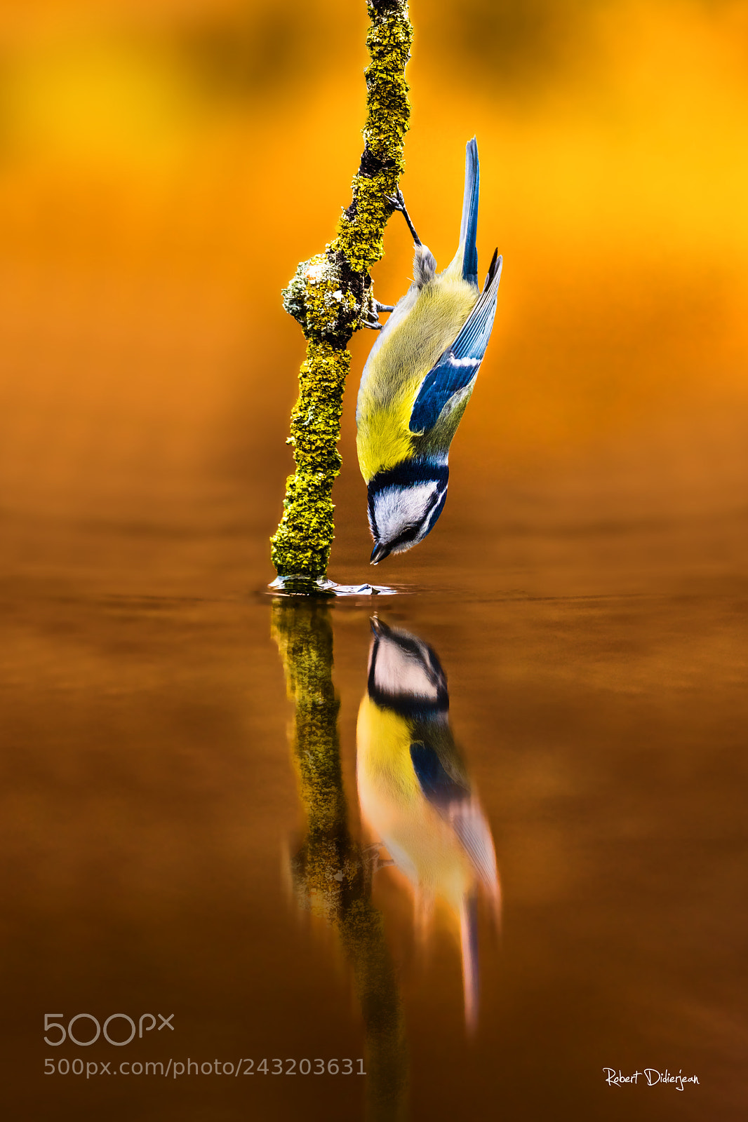 Nikon D810 sample photo. Blue tit in balance photography