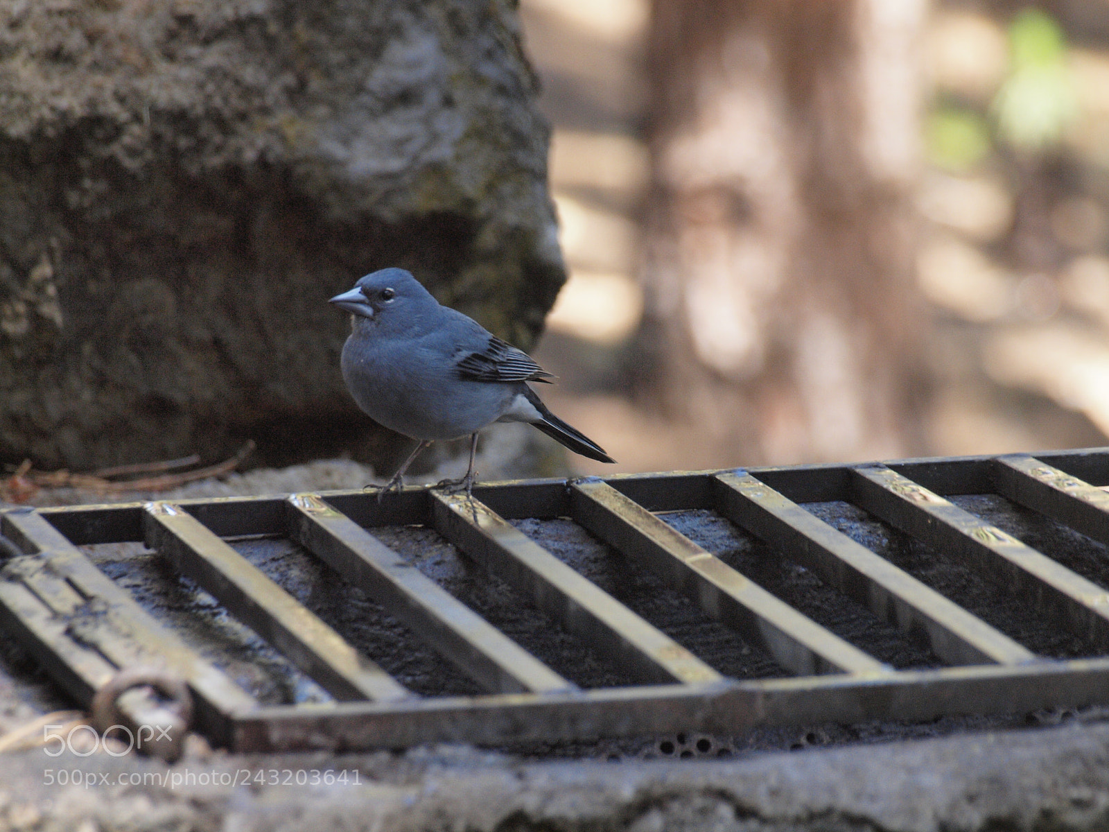 Olympus E-620 (EVOLT E-620) sample photo. Fringilla teydea photography