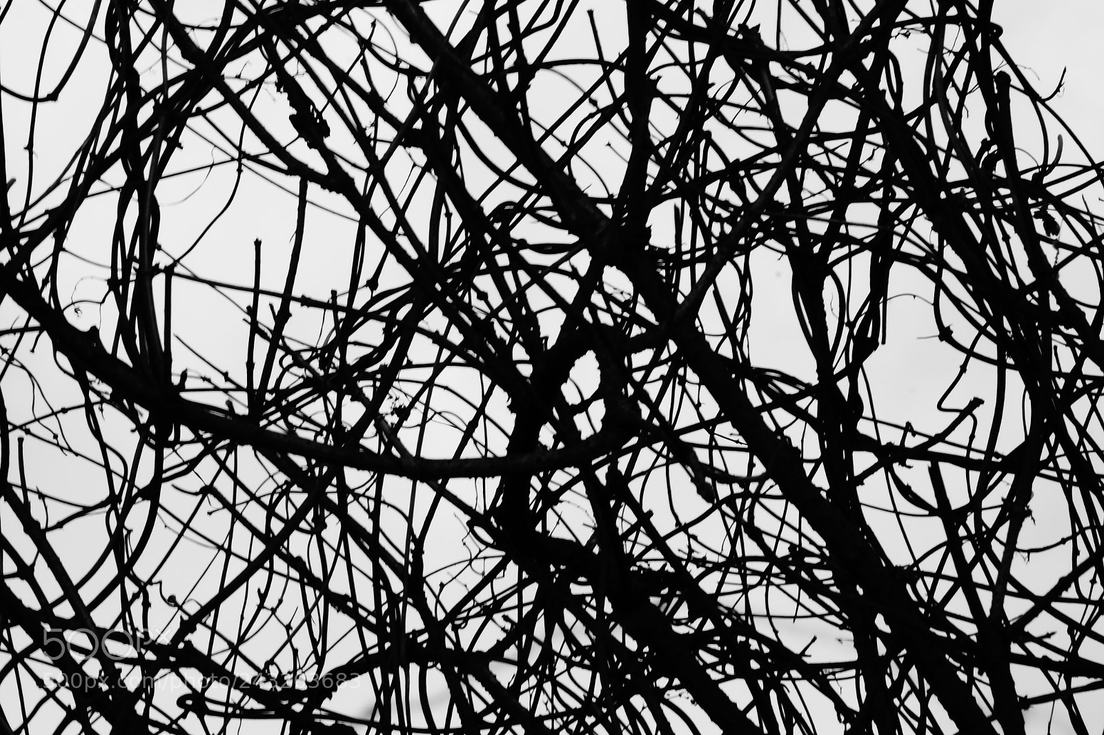 Sony DT 55-200mm F4-5.6 SAM sample photo. Tree abstraction photography