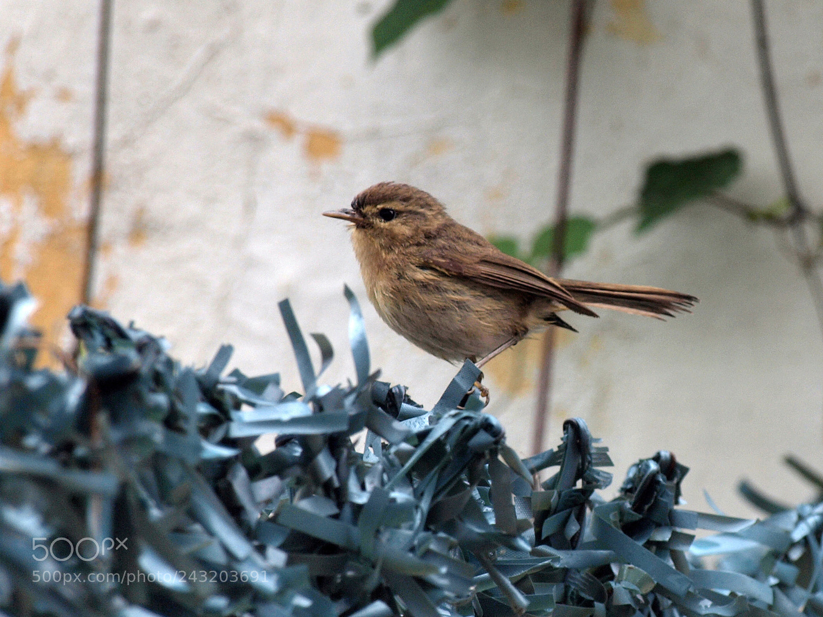 Olympus E-620 (EVOLT E-620) sample photo. Phylloscopus canariensis b photography