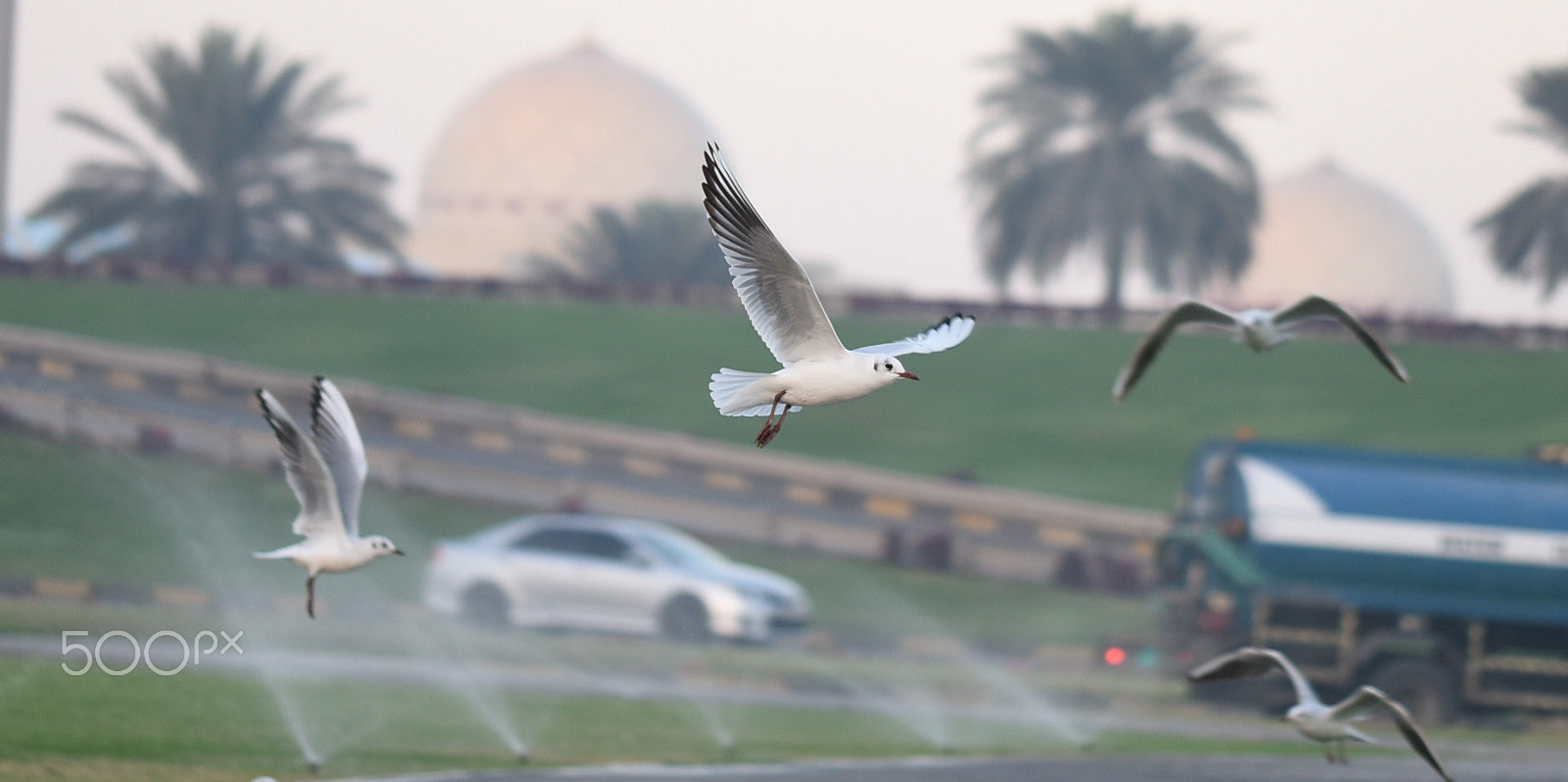 Nikon D810 + Sigma 105mm F2.8 EX DG OS HSM sample photo. Migratingbirds.jpg photography