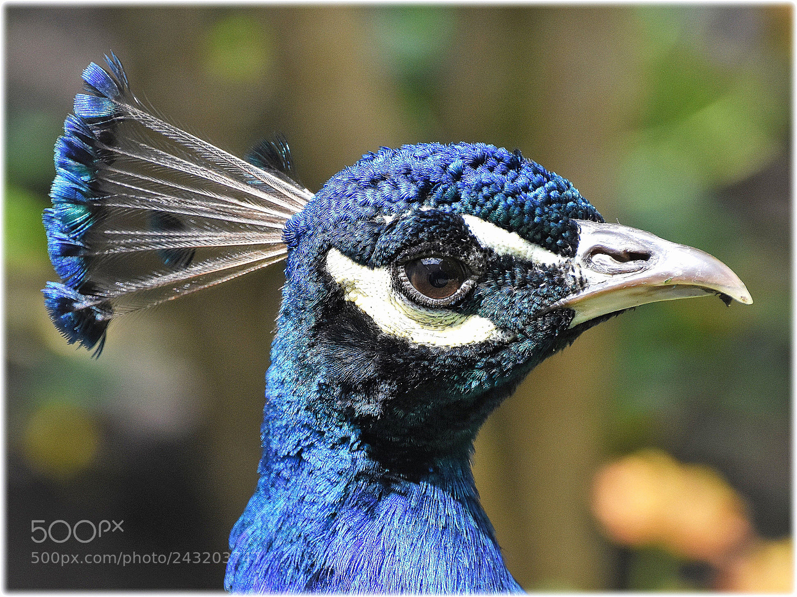 Nikon D7200 sample photo. Pfau" photography