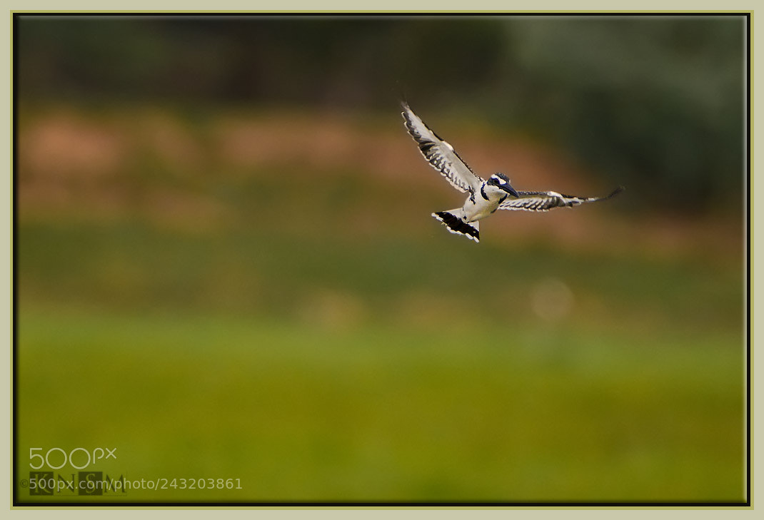 Nikon D7100 sample photo. Pied kingfisher in flight photography