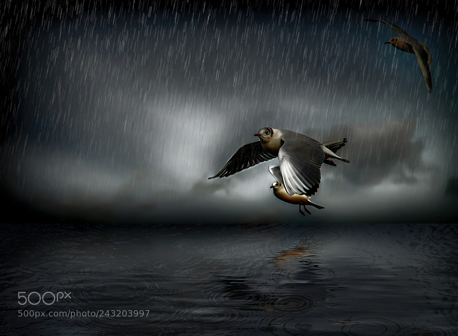 Nikon D800 sample photo. Birds in the rain photography
