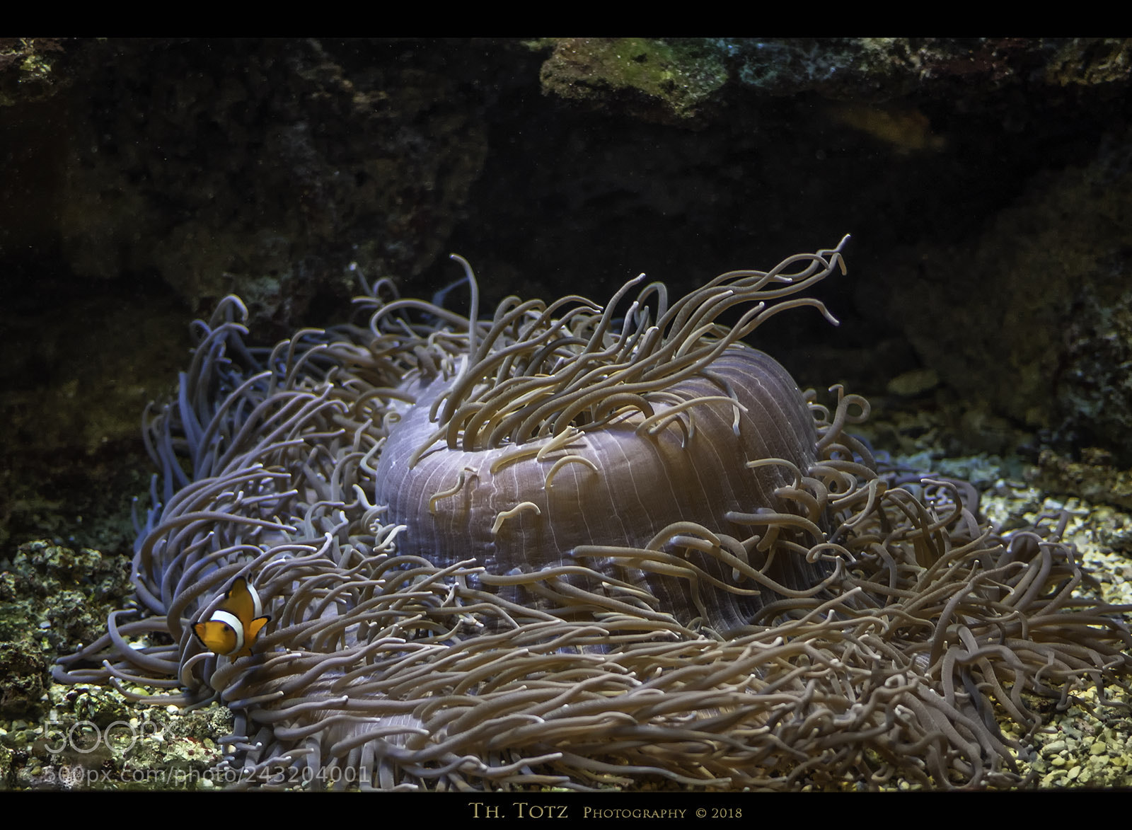 Olympus OM-D E-M1 sample photo. Aquarium photography